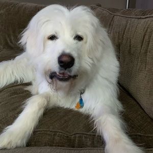 Meet your Posher, Sharon